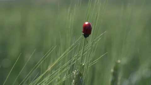 Red beetle with black spots on a Wheat Spike. Mylabris quadripunctata. Stock Footage 295971478