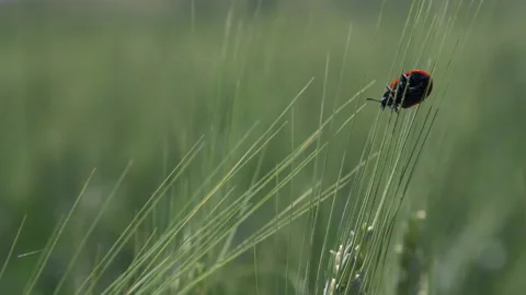 Red beetle with black spots on a Wheat Spike. Mylabris quadripunctata. Close Stock Footage 295992421