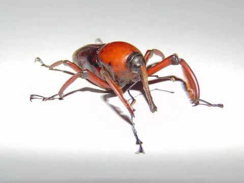 Red Beetle Bug Stock Photos