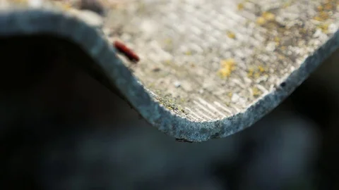 Red beetle climb over the slate Stock Footage 80047369