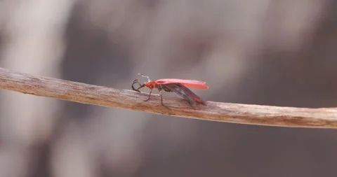 Red beetle climbing a dry stem 動画素材 339066607