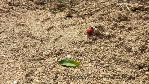 Red Beetle Crawling on Sandy Soil Stock Footage 342341164