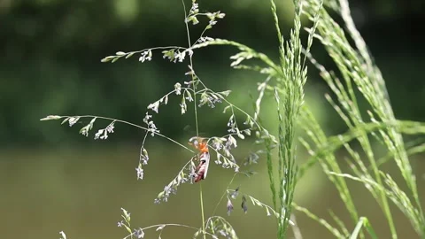 A red beetle crawls along the green grass in a spring meadow with a green Stock Footage 243257462