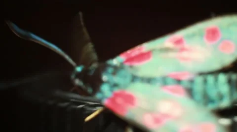 Red beetle fly Stock Footage 48063136