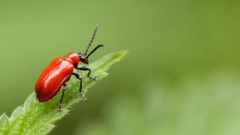 Red beetle in the forest Stock Footage 150483978