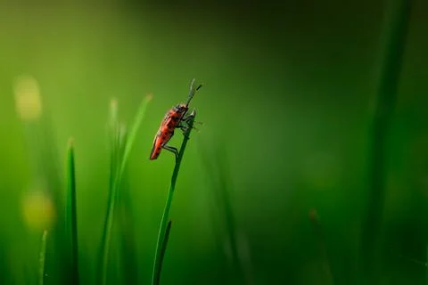Red Beetle Grass Stem Insect Macro Wildlife Stock Photos