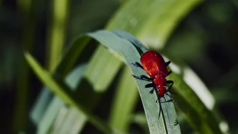 Red beetle on green grass blade. Stock Footage 307264546