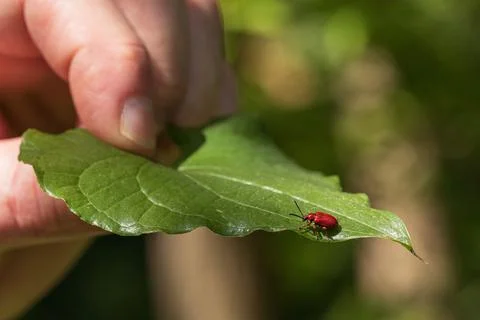 Red beetle on a green leaf, human fingers hold a leaf with a beetle, close-up Stock Photos