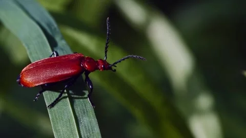 Red beetle on green leaf with macro. Stock Footage 307264719
