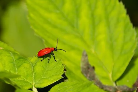 Red Beetle on Green Leaf Foto stock