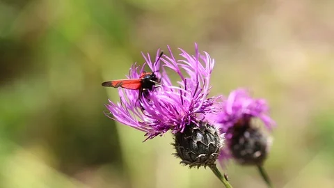 Red beetle insect is crawling on purple cornflower and flying away in sky. Video stock 125552629