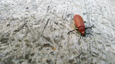 Red Beetle Insect on Textured Surface Close-up Macro Shot. Fotos Stock