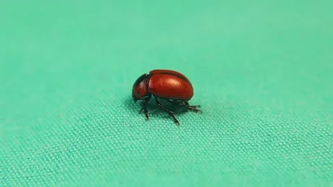 Red beetle isolated on a green background. Insect looks like a ladybird, ladybug Stock Footage 154970004