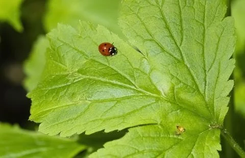 Red beetle, ladybug on a bright spring green leaf Foto stock