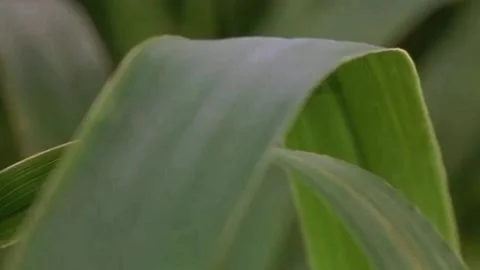 Red beetle is looking for prey Stock Footage 205459452