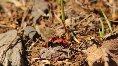 Red beetle mating on the forest floor in spring. Insects look like ladybugs Stock Footage 153532425