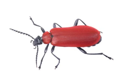 Red beetle 스톡 사진