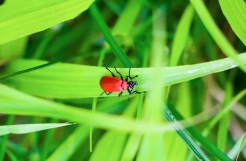 Red Beetle Stock Photos