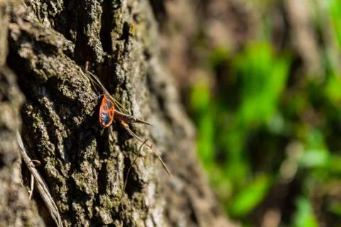 Red beetle Stock Photos
