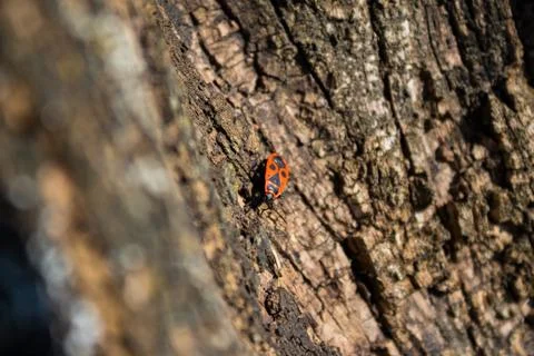 Red beetle Stock Photos