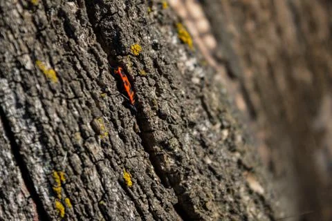 Red beetle Foto stock