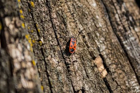 Red beetle Stock Photos