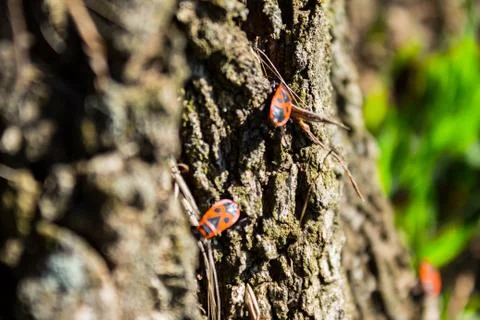 Red beetle Foto stock