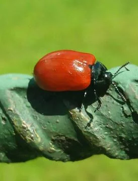 Red beetle Stock Photos