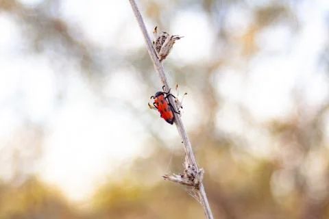Red beetle Stock Photos