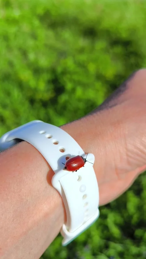 A red beetle, possibly a ladybug, spreads its wings and takes off from a palm 스톡 동영상 320357501