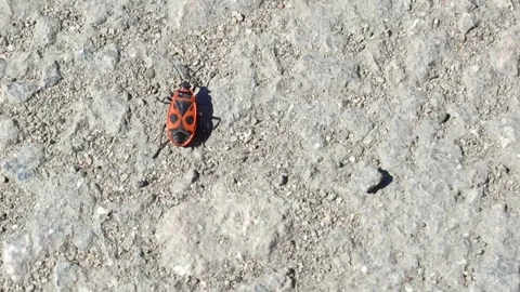 The red beetle Pyrrhocoris apterus climbs, runs on an asphalt road Stock Footage 332548948