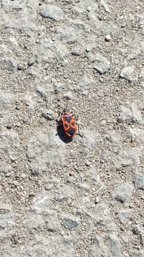 The red beetle Pyrrhocoris apterus climbs, runs on an asphalt road 库存影片 332548956