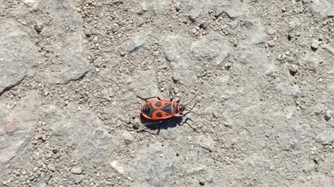 The red beetle Pyrrhocoris apterus climbs, runs on an asphalt road Vídeos de archivo 332548963