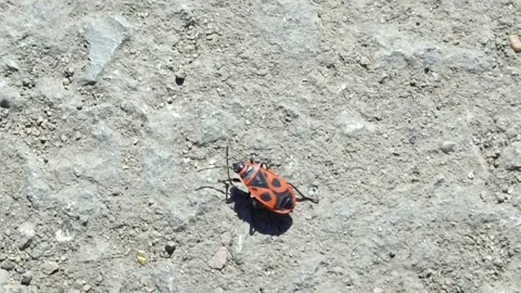 The red beetle Pyrrhocoris apterus climbs, runs on an asphalt road Vídeos de archivo 332548972