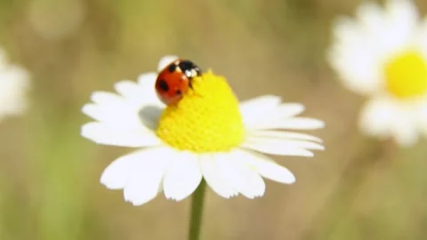 A red beetle sits on a daisy on a sunny, summer day. Stock Footage 243071300