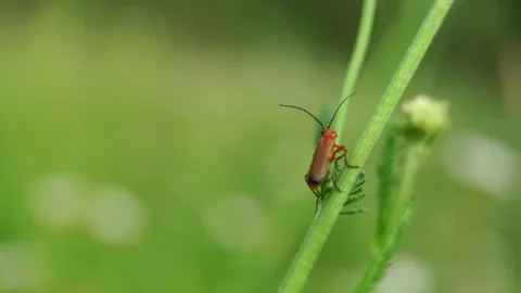 A red beetle sits on a leaf and looks around then fly away Stock Footage 279940373