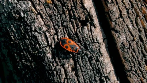 Red beetle, Stink Bug Stock Footage 88285571