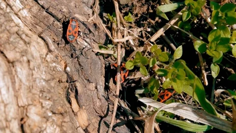 Red beetle, Stink Bugs Stock Footage 88285721