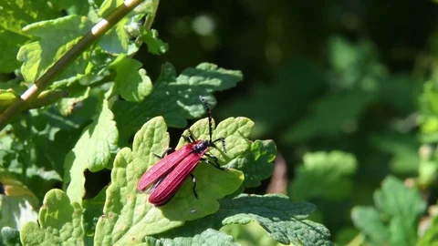 Red beetle sunbathing Stock Footage 82630165