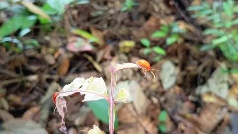 Red Beetle Taking Flight from a Branch Видео 332879648