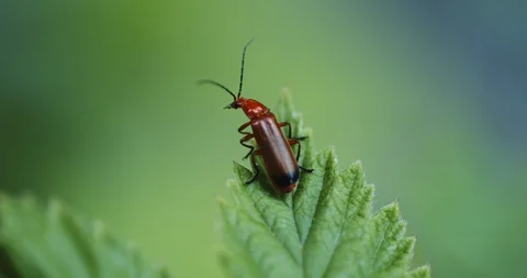 Red beetle taking flight from a green leaf in the garden. Stock Footage 112801565