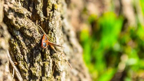 RED BEETLE ON THE TREE Stock Photos