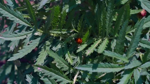  a red beetle is walking among the leaves Stock Footage 231385838