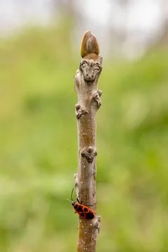 A red beetle on a walnut branch. Stock Photos