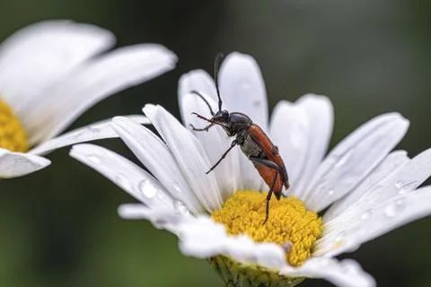 Red beetle on white chamomile close up Stock Photos