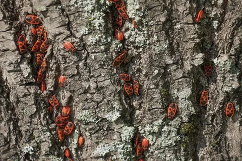 Red beetles crawl on a tree. The firebug, Pyrrhocoris apterus. Stock Photos