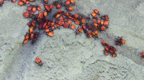 Red beetles Stock Footage 24523765
