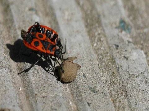 Red beetles Stock Footage 74836664