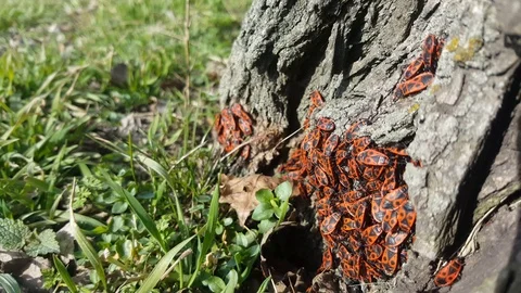 Red beetles Video stock 105039140