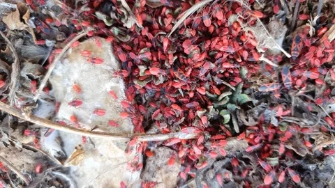 Red beetles Stock Footage 164554047